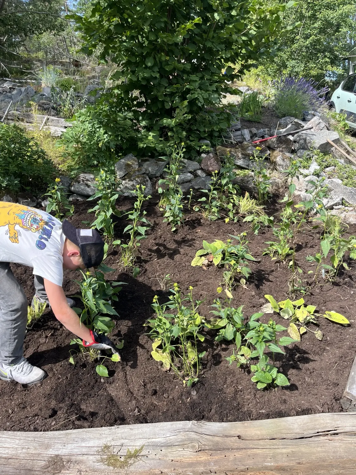 Nya växter planteras i en jordförbättrad rabatt på Ingarö