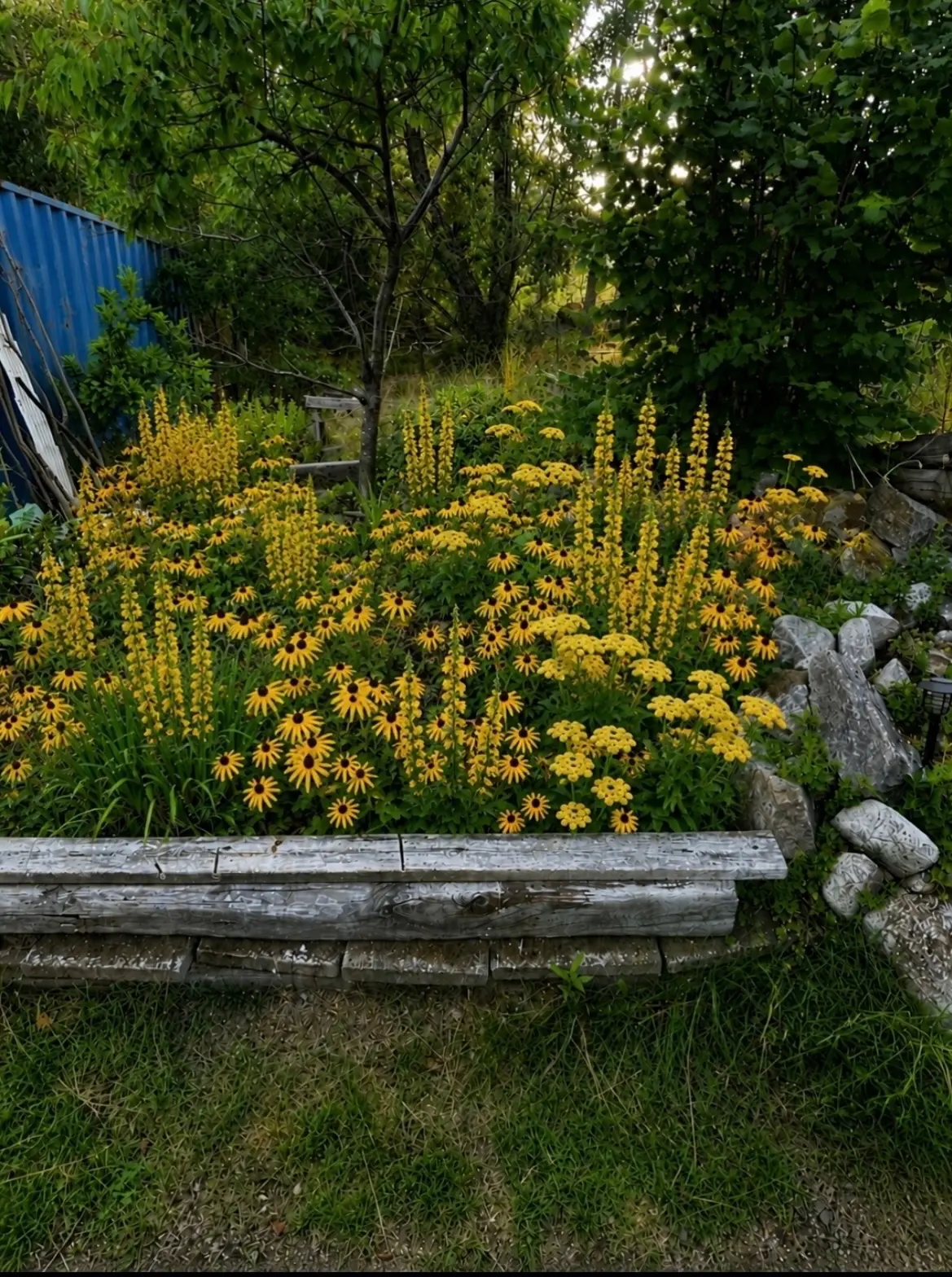 AI-genererad illustration av hur rabatten på Ingarö kan se ut efter framtida blomning