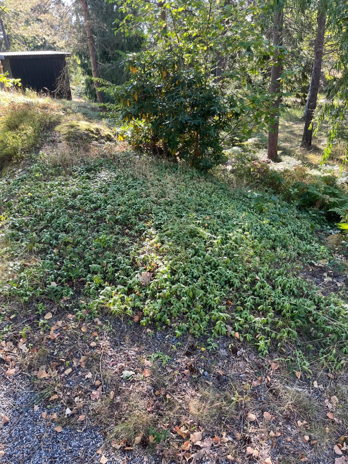 Igenvuxen sluttning på Ingarö före slyröjning