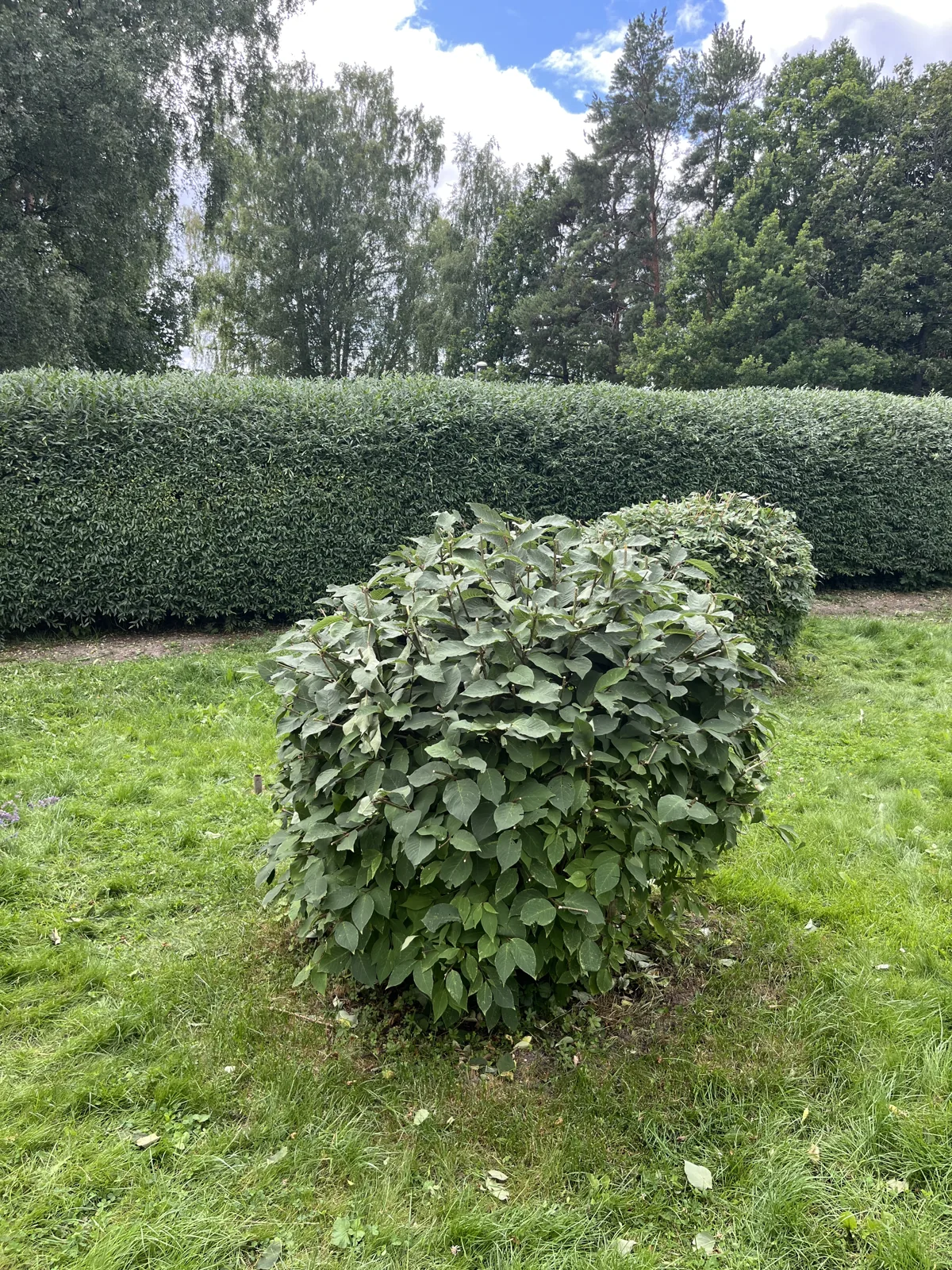Hög häck på Djurö före häckklippning