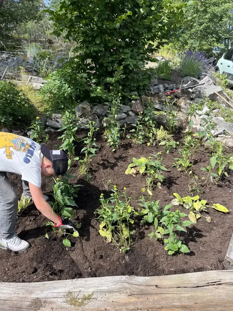 Nya växter planteras i en jordförbättrad rabatt på Ingarö