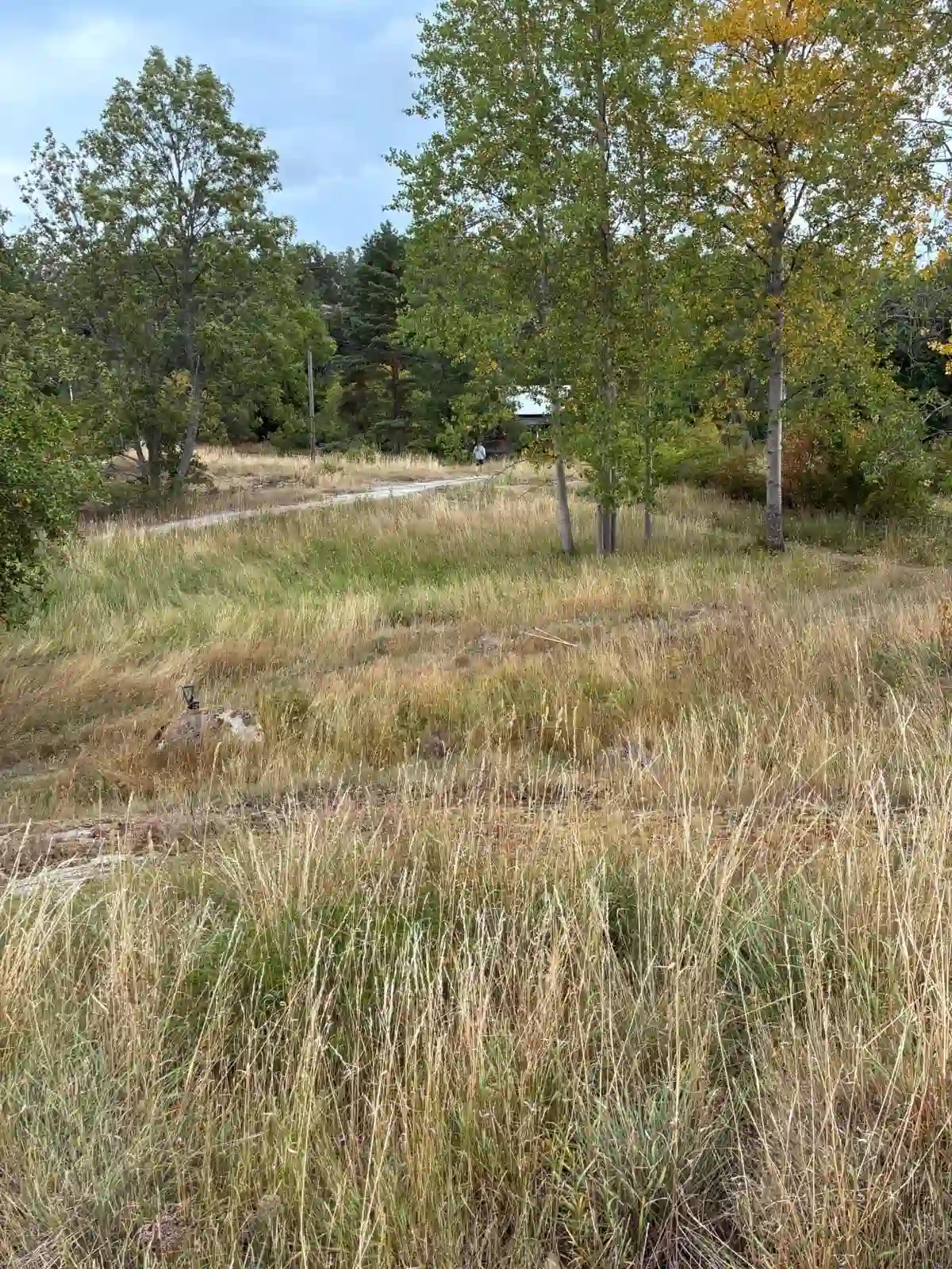 Igenvuxen sly på kuperad mark på Södra Lagnö före röjning