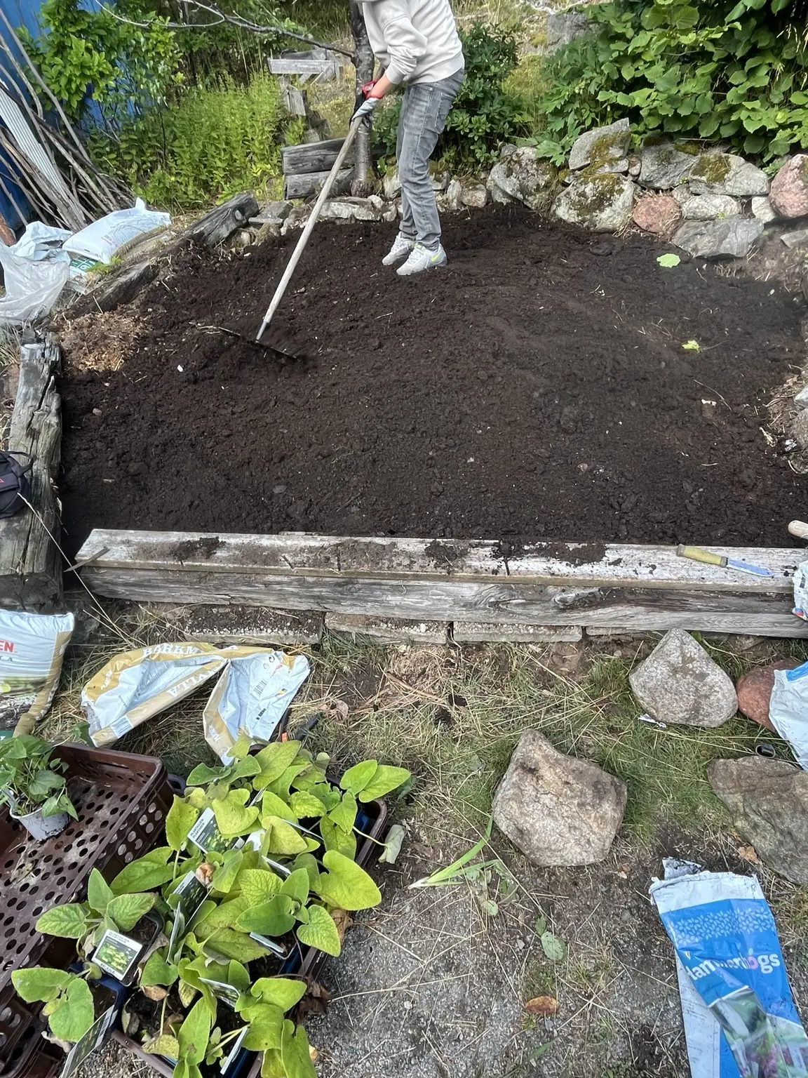 Ny planteringsjord fördelas i en rensad rabatt på Ingarö
