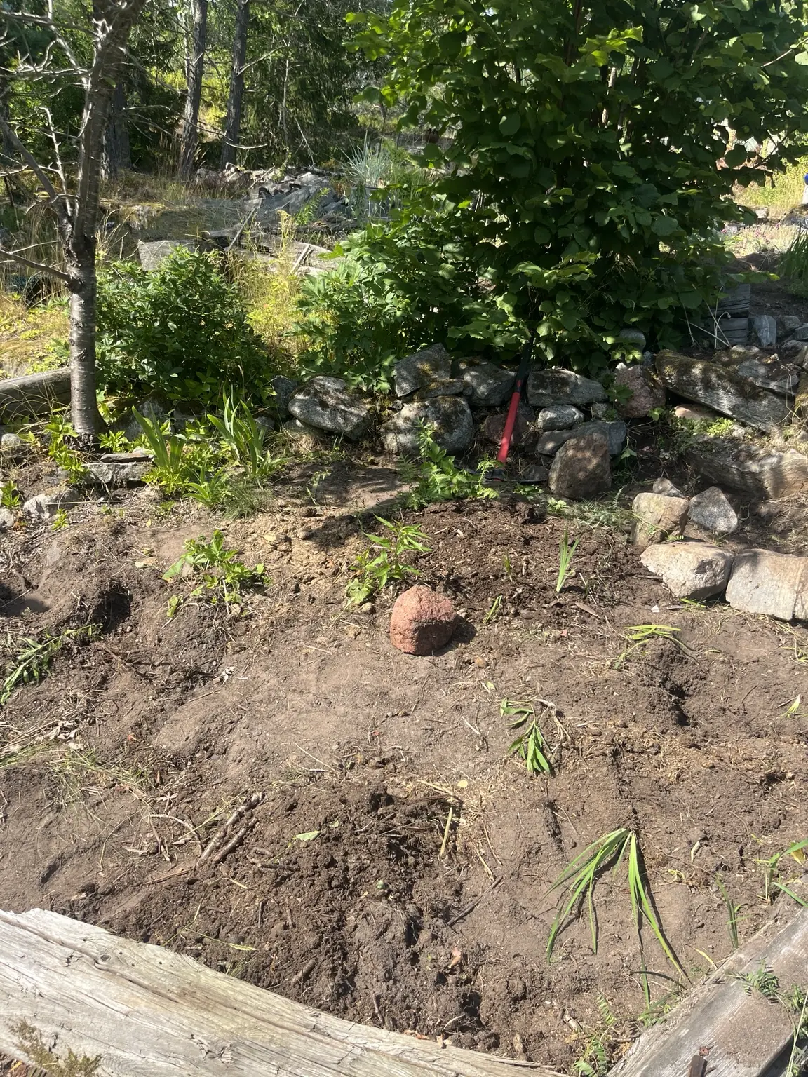 Rabatt som rensats inför plantering på Ingarö