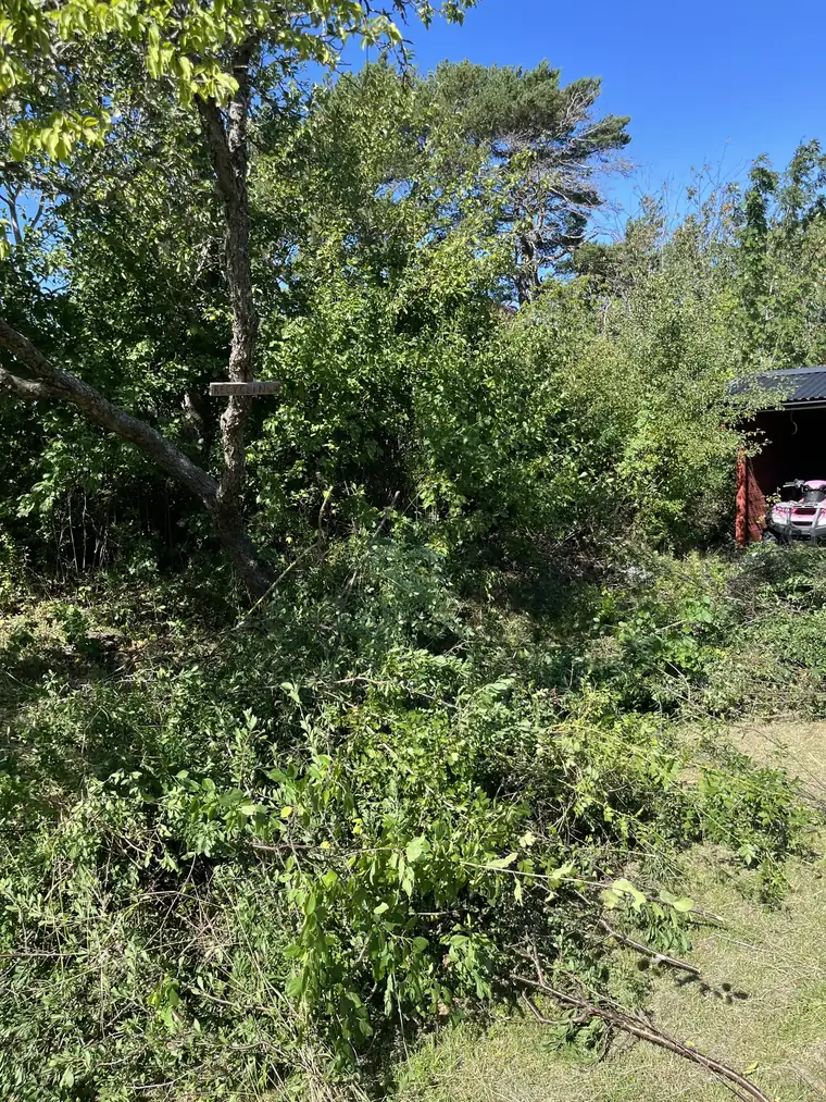 Tät vegetation i en slänt på Elgö medan röjningen pågår