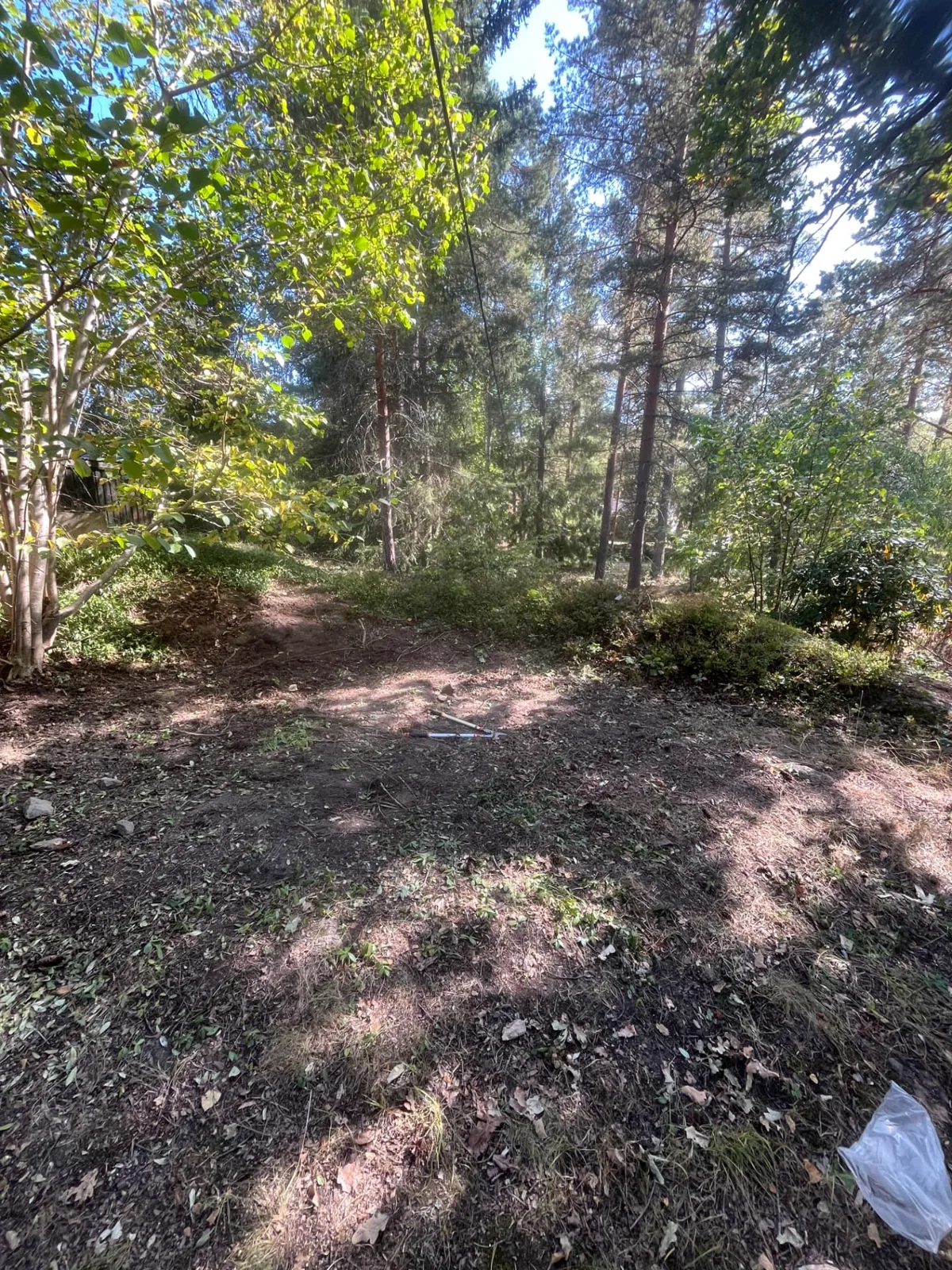 Röjd skogsmark på Ingarö under pågående slyröjning