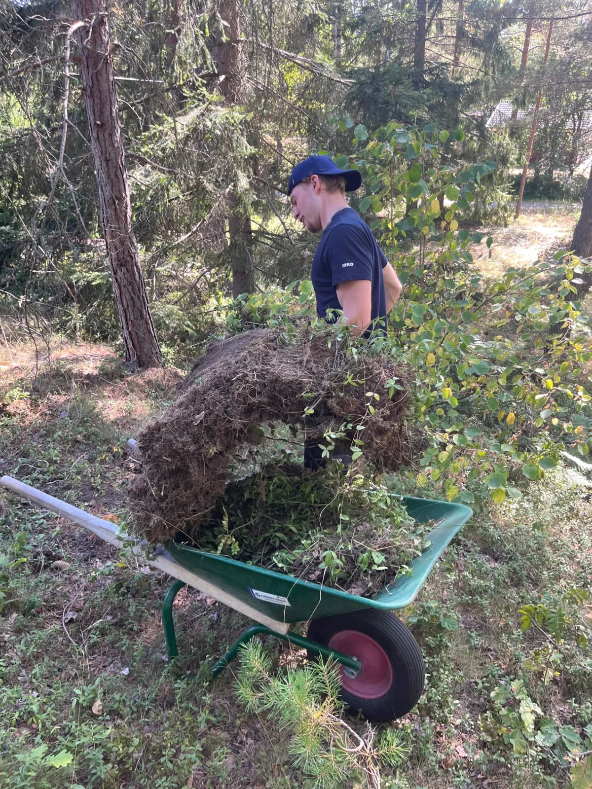 Teammedlem bär bort uppsamlat sly under röjning på Ingarö