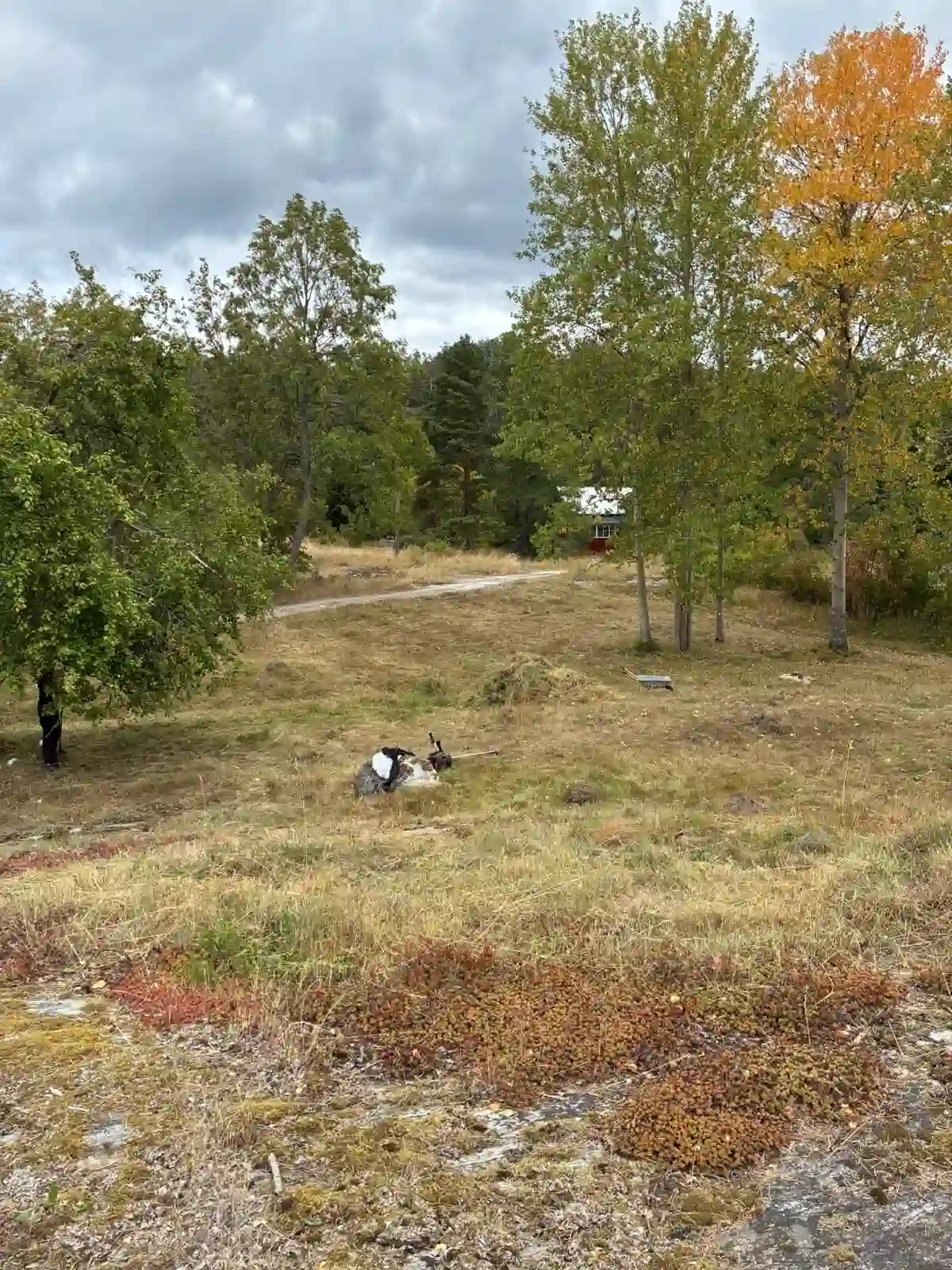 Öppen och användbar yta på Södra Lagnö efter röjning med slyklinga